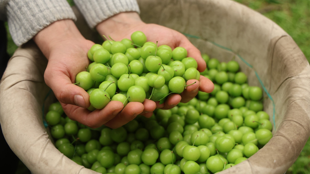 Turfanda can erik Avrupa yolunda