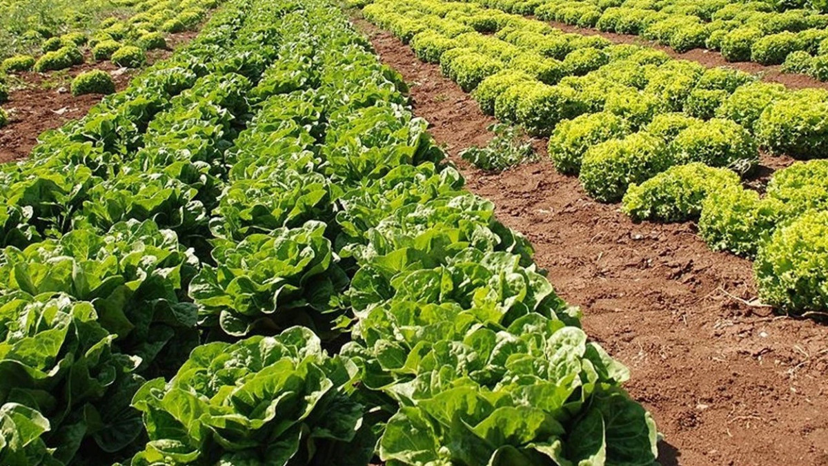 Tarım ve Orman Bakanlığı'ndan “marul” iddialarına yanıt