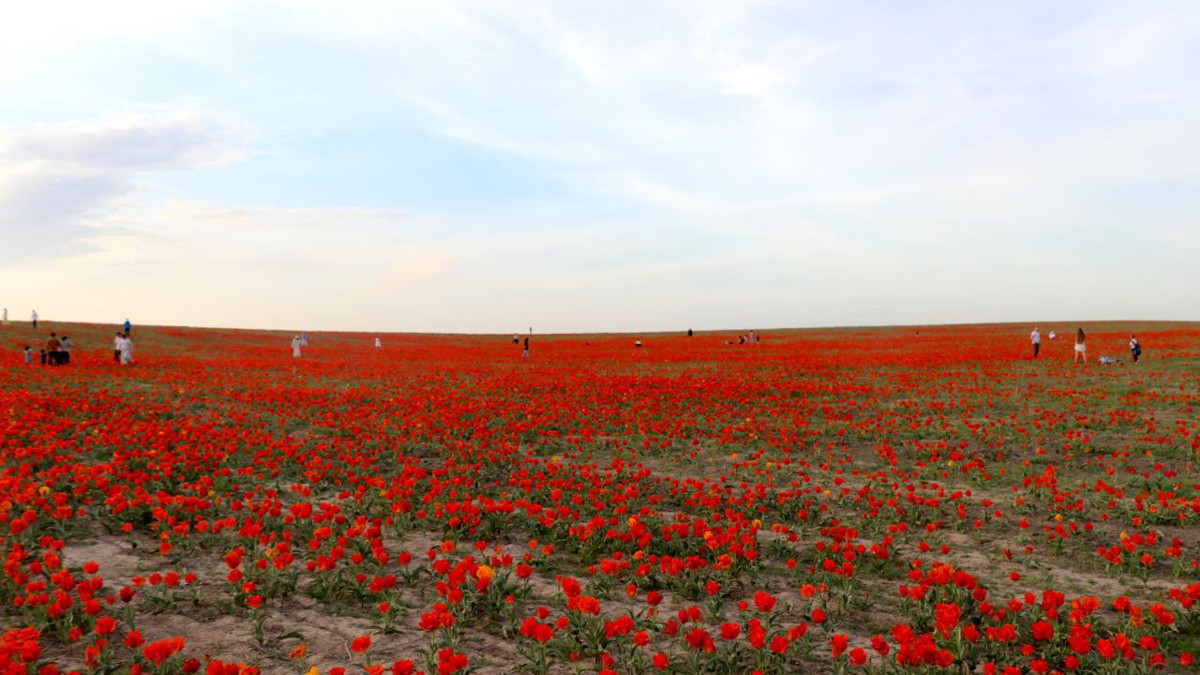 Kazakistan’da koruma altındaki bozkır laleleri doğayı kırmızıya boyadı