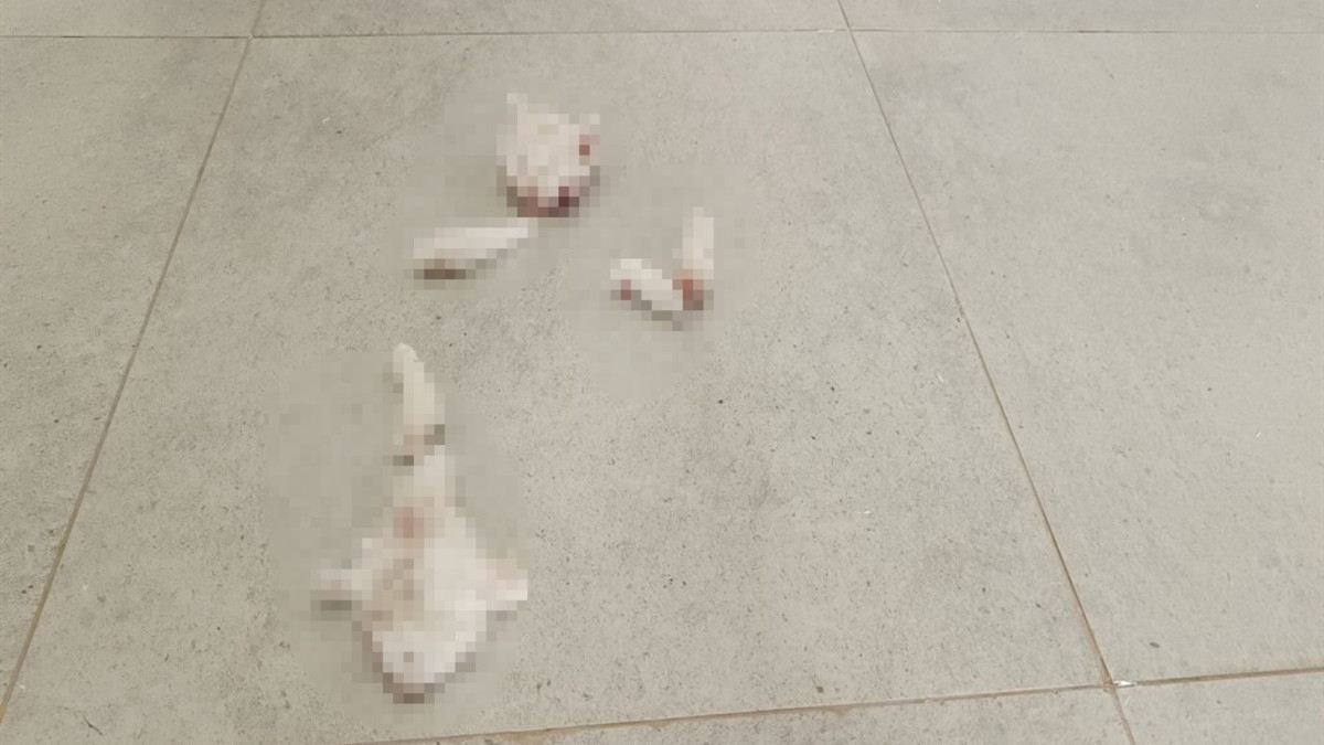 Adıyaman'da parçalanmış halde yavru kedi bulundu