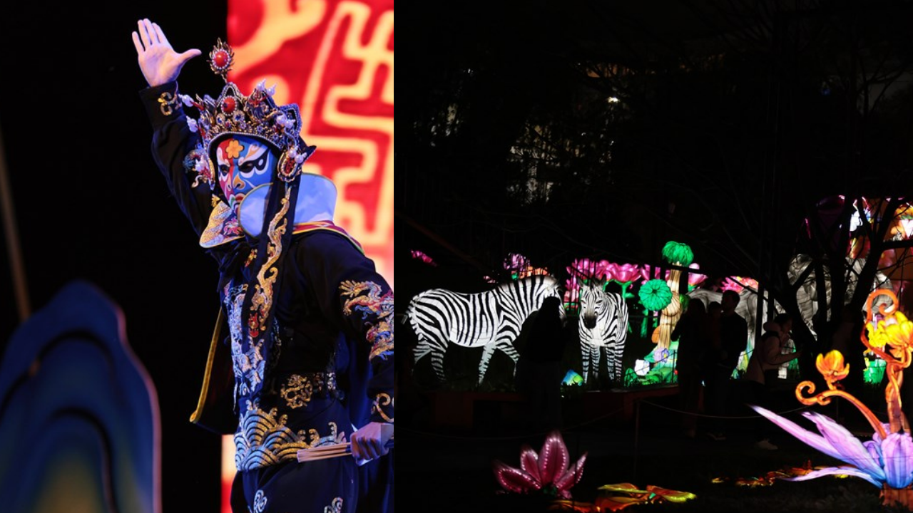 Arjantin'de Uluslararası Çin Işıkları Festivali düzenlendi