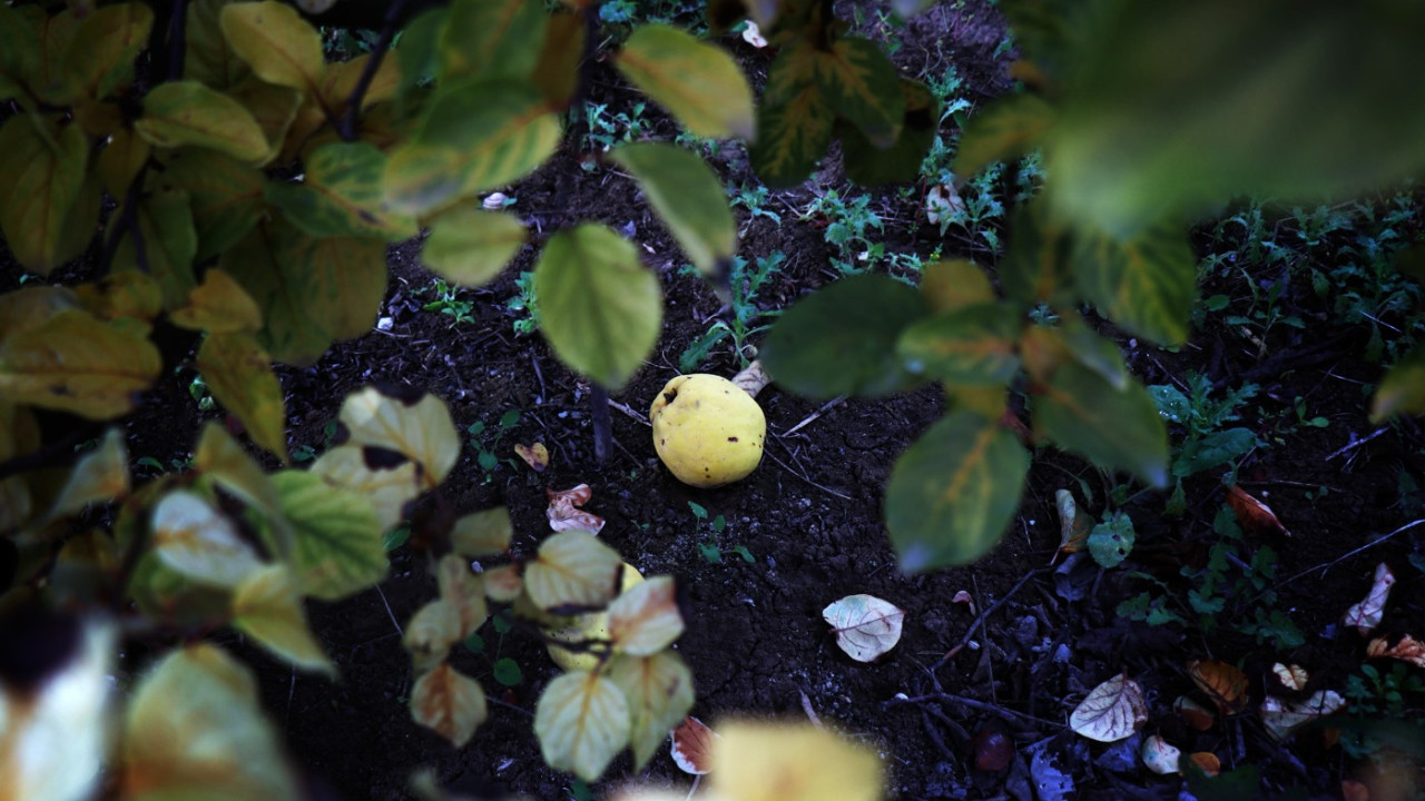 Ayvayı don vurdu! Tezgahtaki fiyatı 150 lirayı gördü