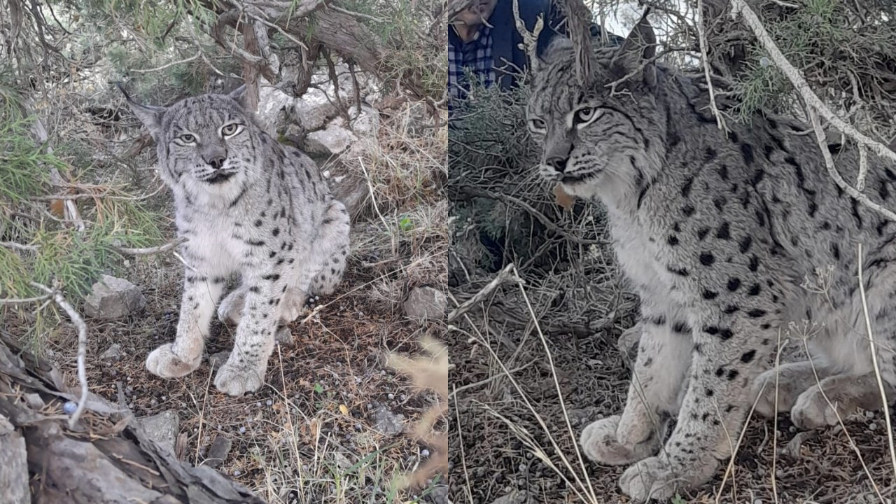 Van'da nesli tehlike altında olan vaşak görüntülendi