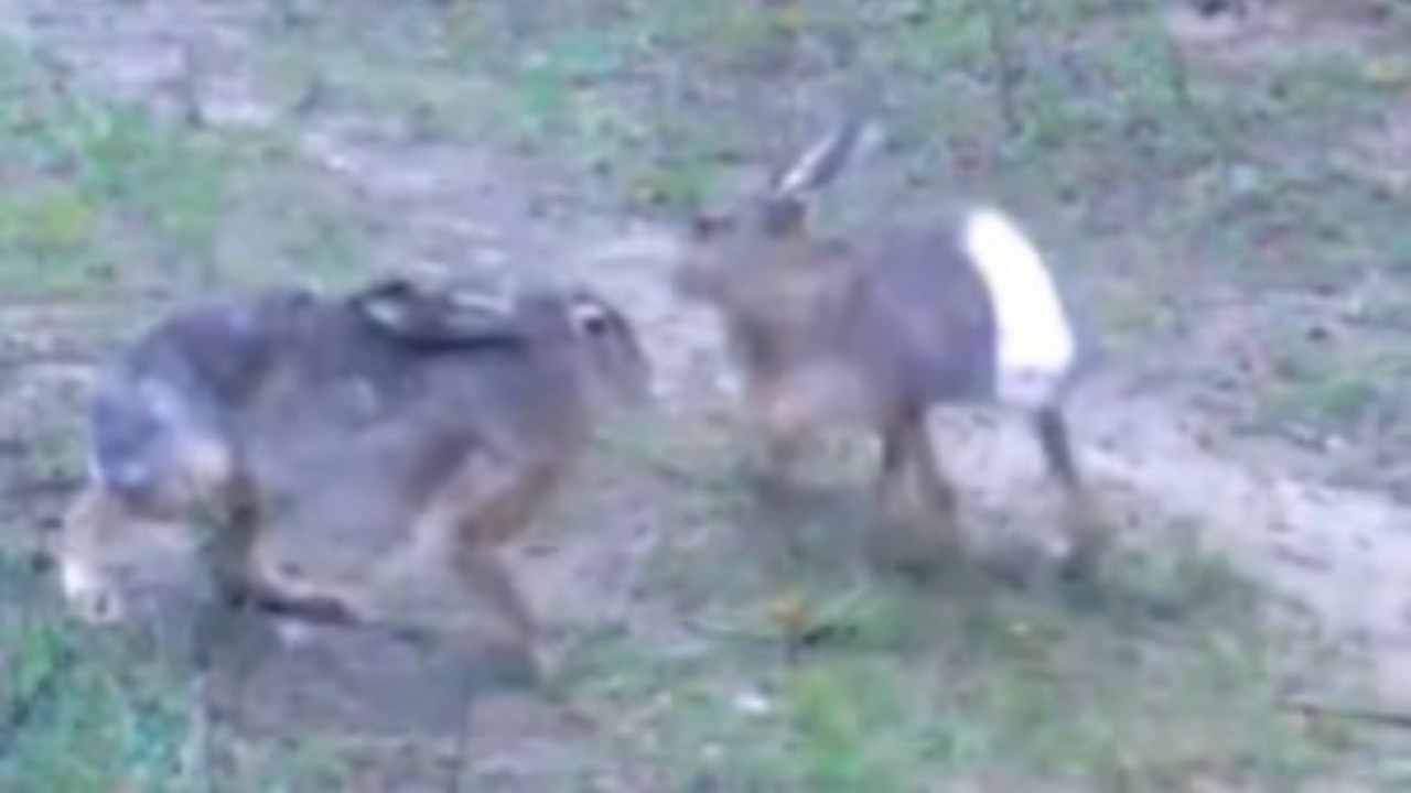 Edirne'de yaban tavşanları fotopakana yansıdı