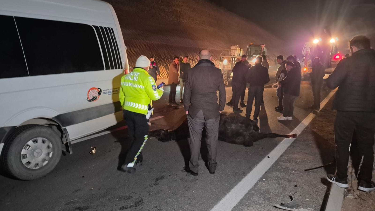 Malatya'da milyonluk yarış tayları çiftlikten kaçtı; 8'i öldü, bazıları kayıp