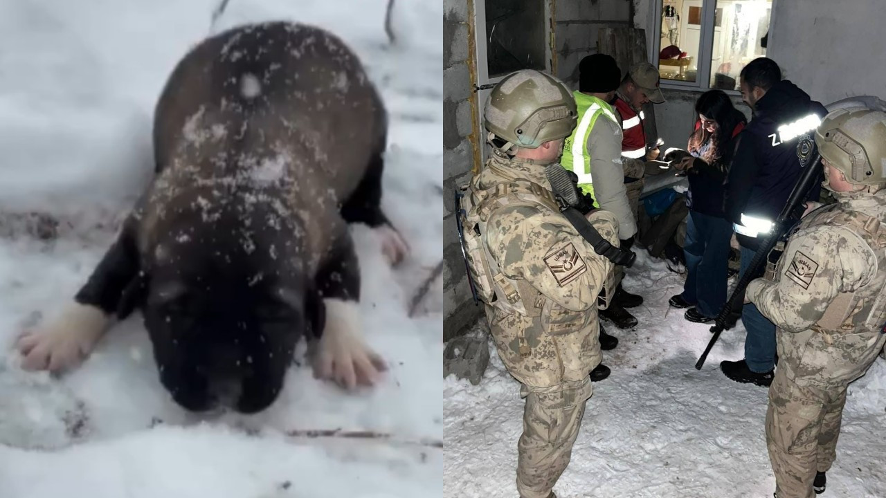 Tunceli’de 7 günlük yavru köpeğe karlı eziyet
