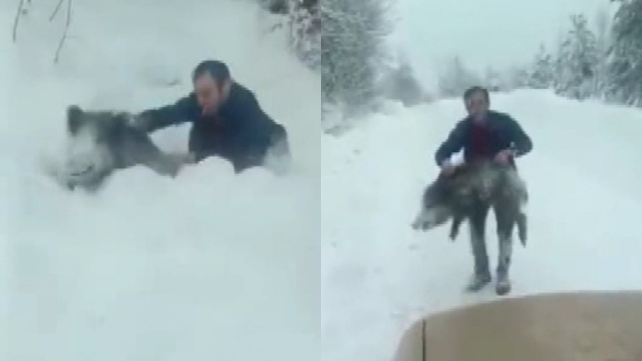 Sinop'ta yaban domuzunu çıplak elle yakalayan adam sosyal medyanın gündeminde