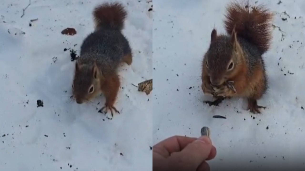 Bolu’da bir kişinin sincabı eliyle beslemesi kamerada