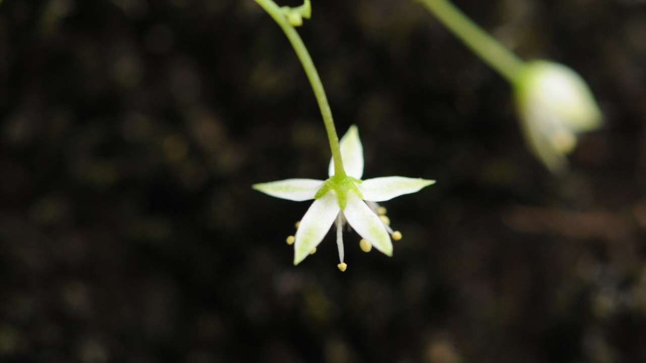 İzmir'de endemik bitki türü keşfedildi