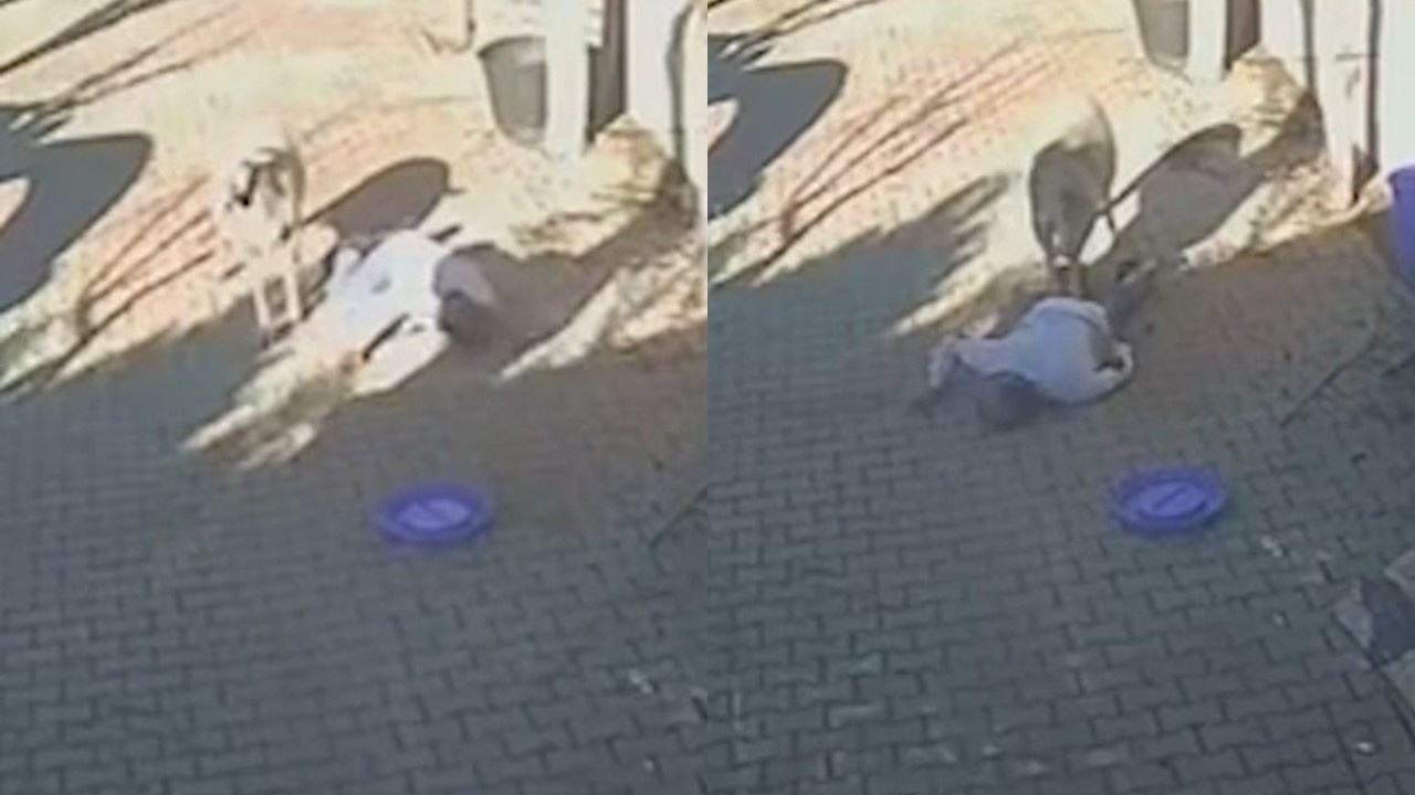 Koçun sahibine acımasızca saldırdığı anlar kamerada! Kemikleri kırılana kadar boynuzlandı