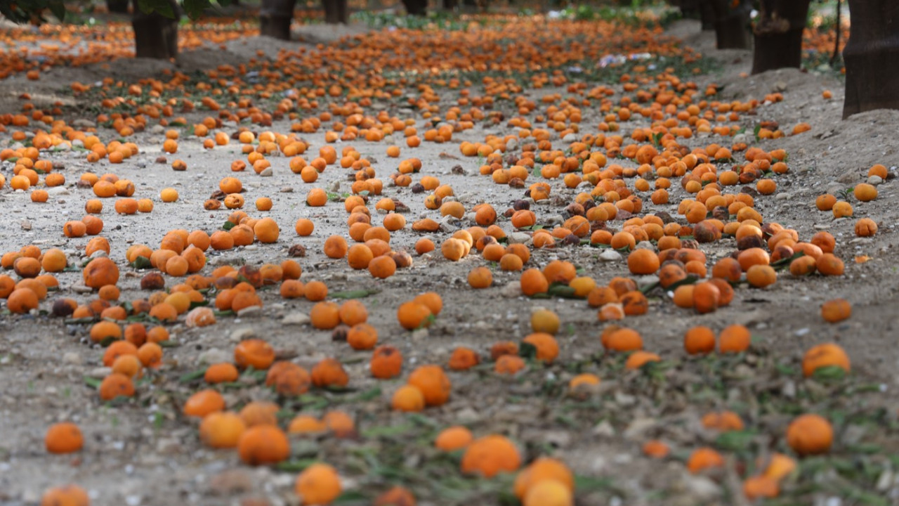 Çiftçi dalından bedavaya vermeye razı oldu! Mandalina bahçelerinde toprak turuncuya döndü