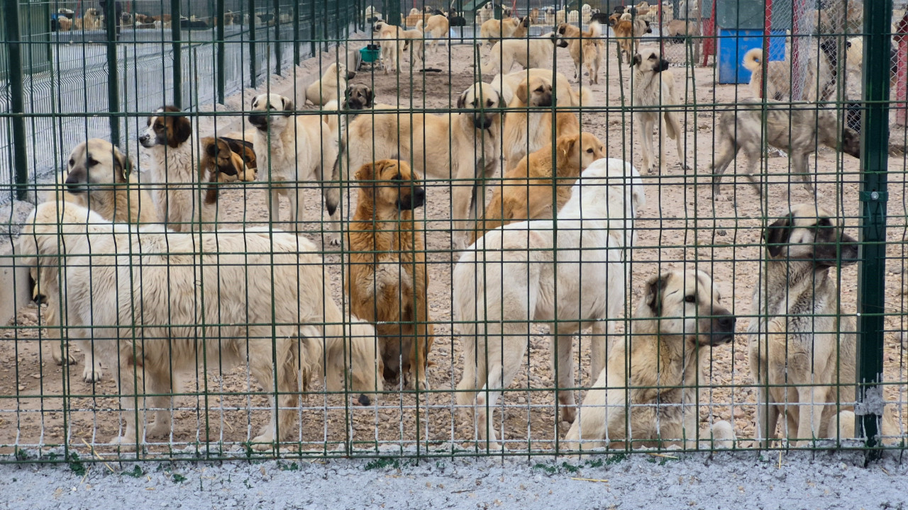 Barınakta aç ve susuz bırakılan köpeklerin birbirini parçaladığı iddiası üzerine soruşturma başlatıldı
