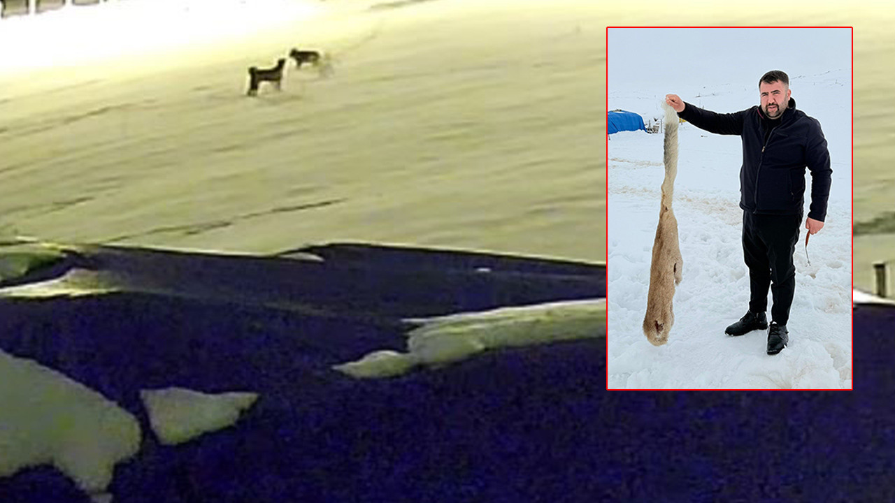 Kurtlarla dövüşen köpekten geriye postu kaldı