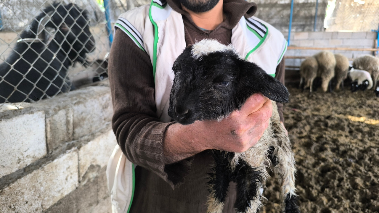 Hatay'da çift başlı ve 4 gözlü kuzu 1 gün yaşayabildi