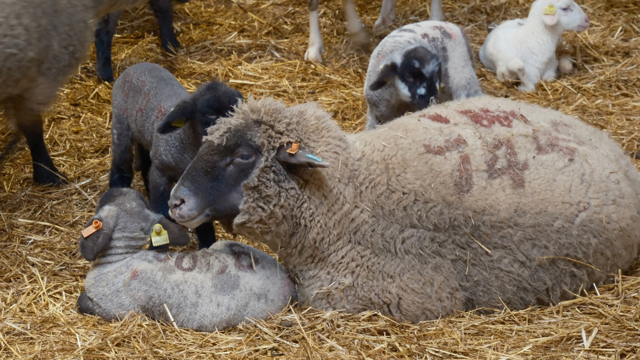 Yılların Merinos Koyunu'na yeni etçil rakip geldi: Bandırma Koyunu