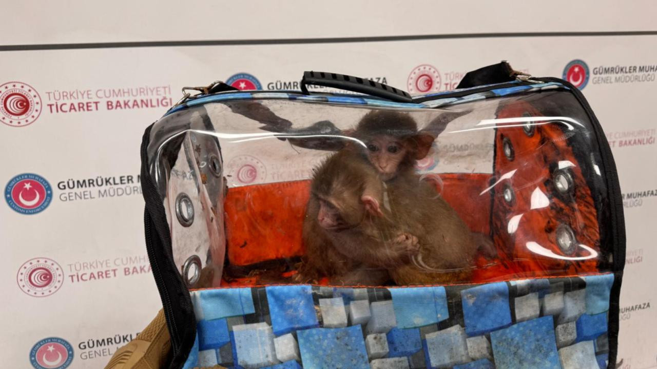 Ticaret Bakanlığı’ndan büyük operasyon: 85 binden fazla canlı hayvan ele geçirildi