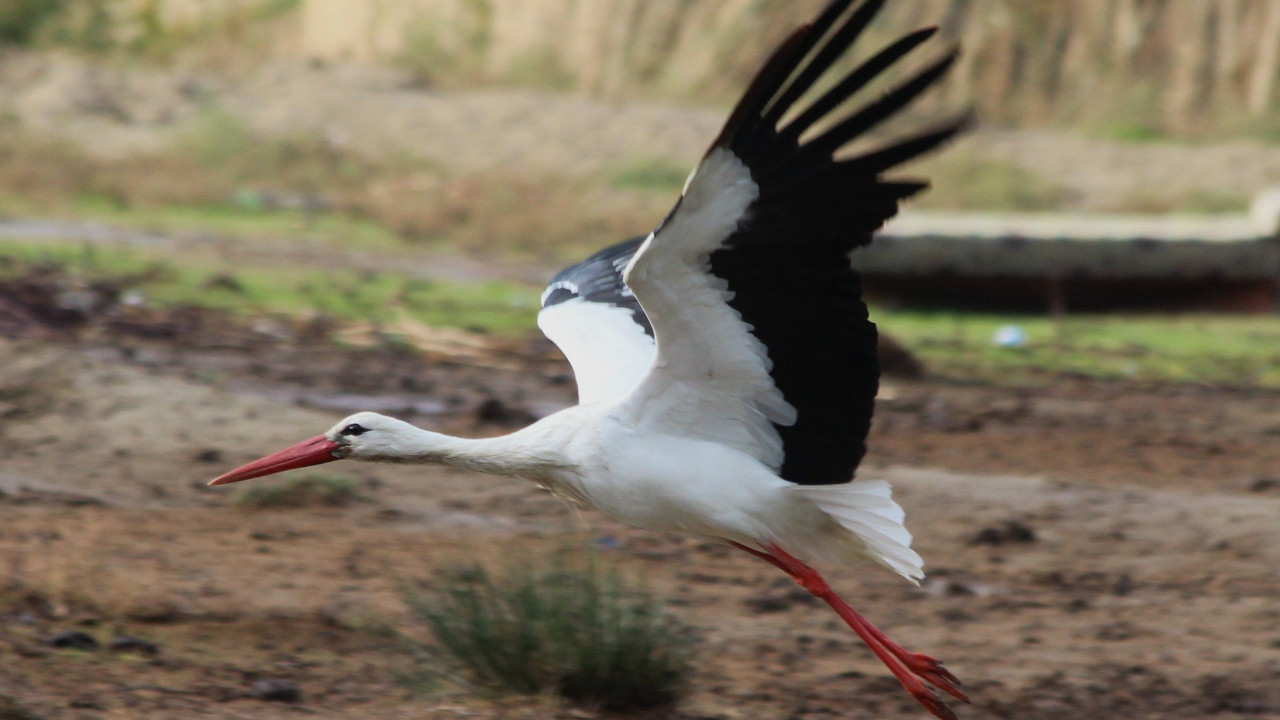 Aydın’da ilk leyleği gördü, bir çuval unu kaptı