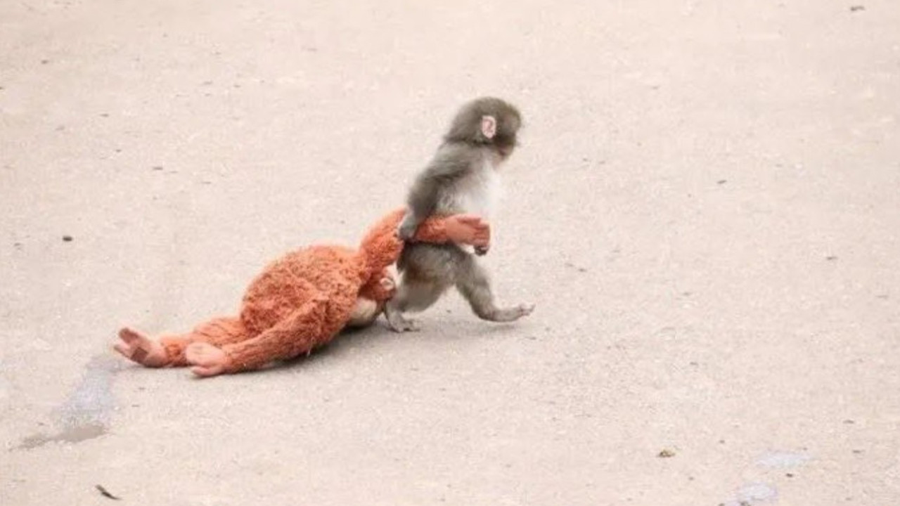 Peluş oyuncaklı yavru maymunun bakıcısı konuştu