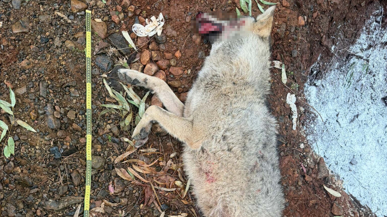 Fethiye'de aracın çarpması sonucu ölen kurt, TÜBİTAK projesine ışık tutacak