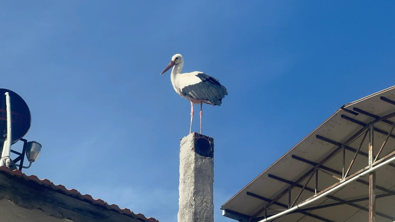 15'inci buluşma için geri sayım! Yaren Leylek'in eşi geldi kendisi hala gelmedi