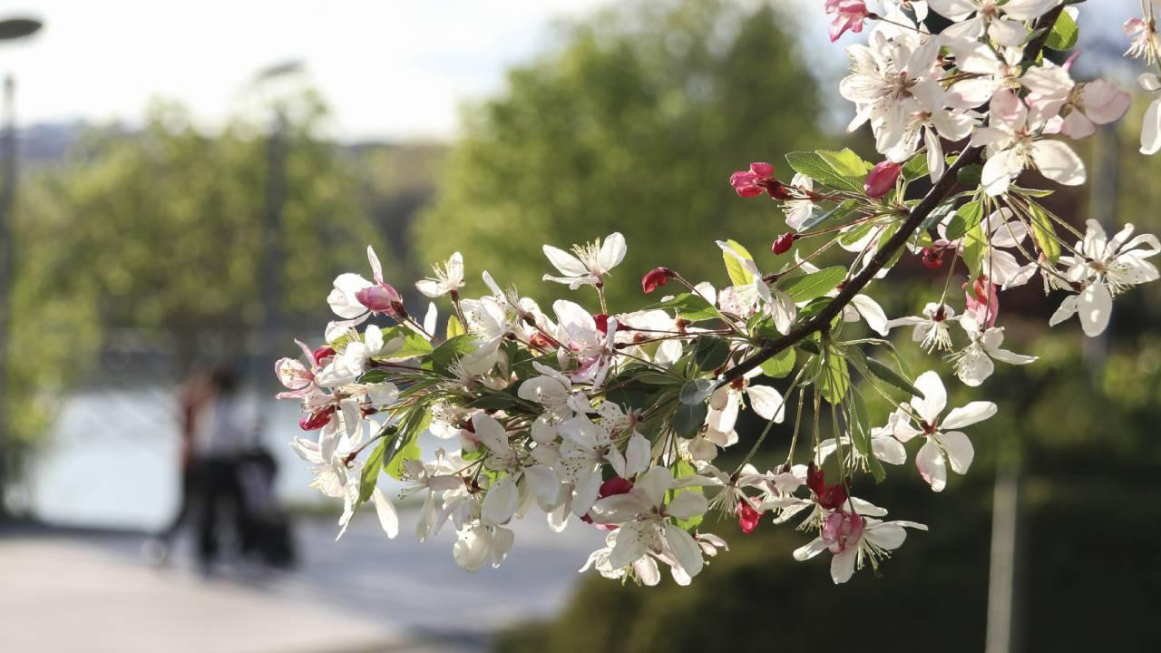Meteoroloji açıkladı: Sıcaklıklar yurdun büyük bölümünde mevsim normallerinin üstünde