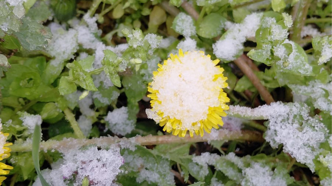 Bolu’da baharda açan çiçekler beyaza büründü