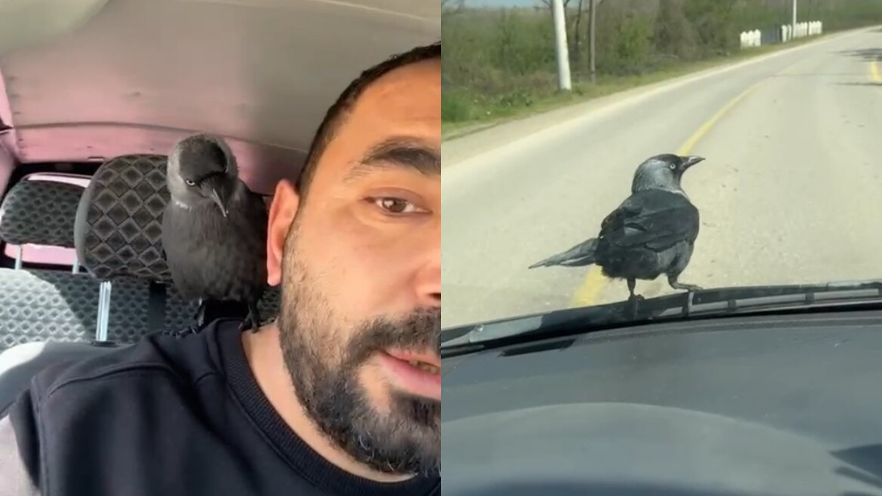 Okşayıp sevdiği karga peşini bırakmadı