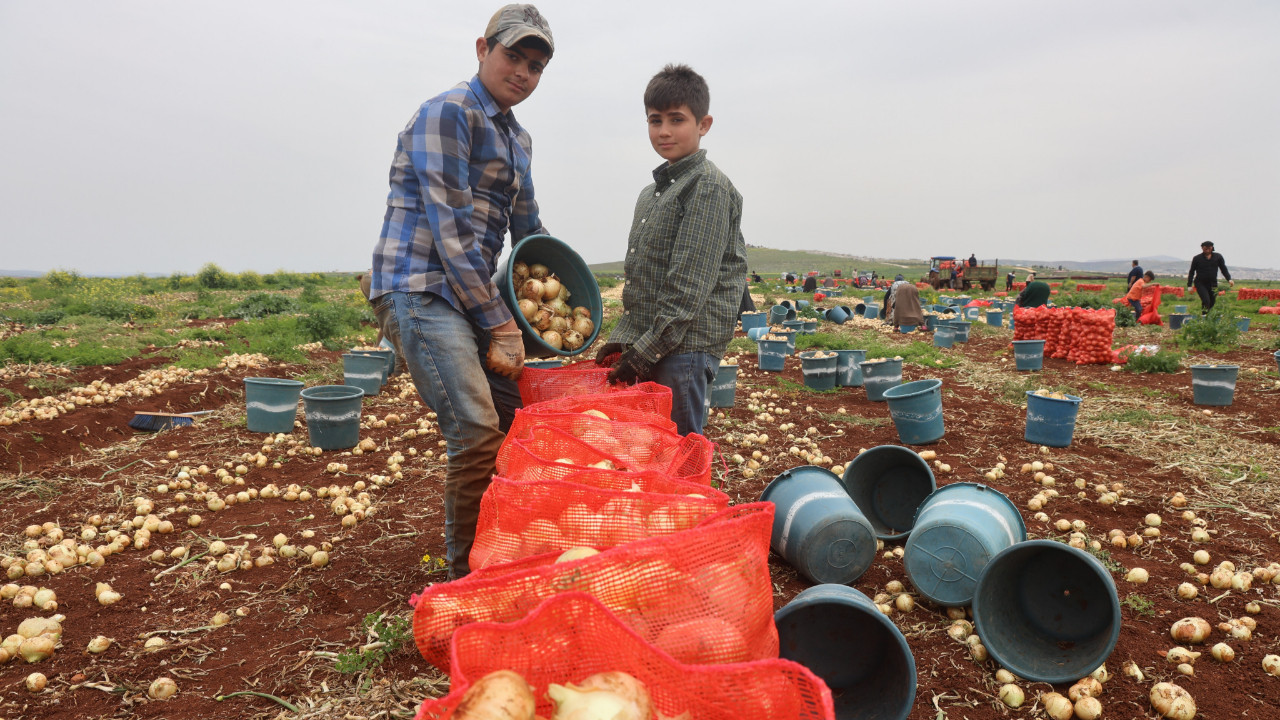 Türkiye'nin Suriye sınırında bereketli soğan hasadı