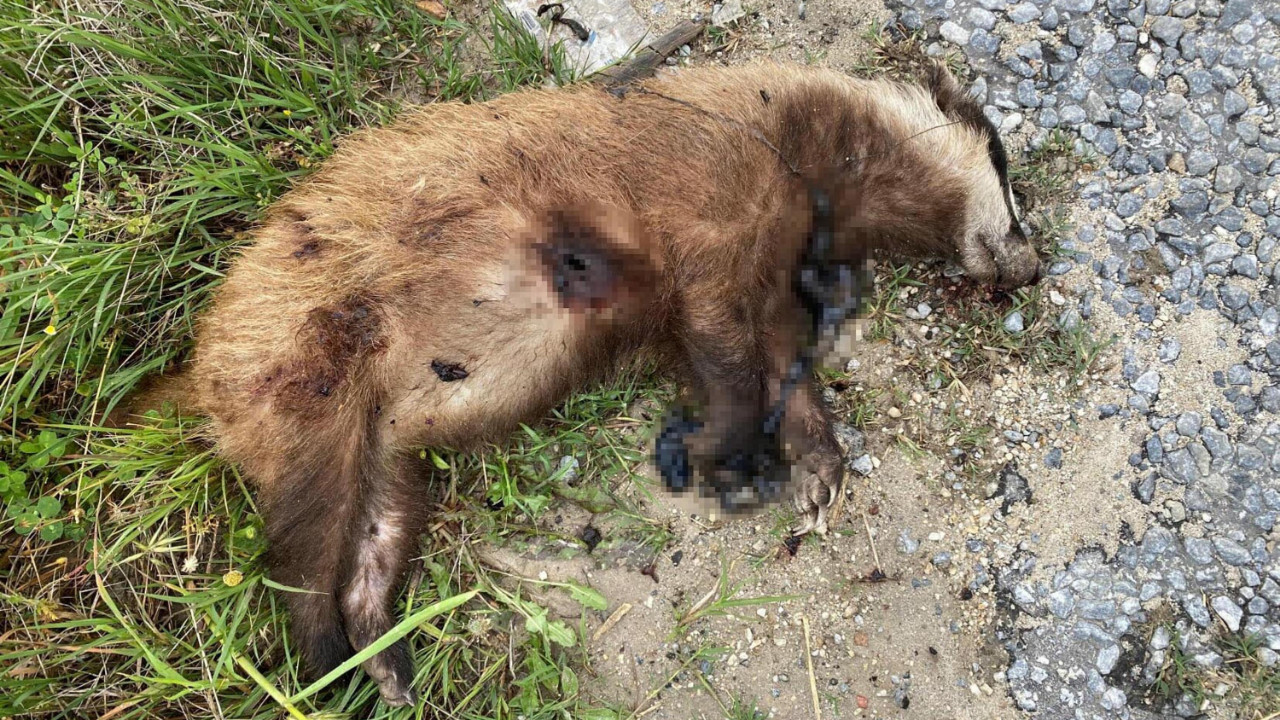 Aydın'da nesli tehlike altında olan Avrupa porsuğu silahla öldürüldü