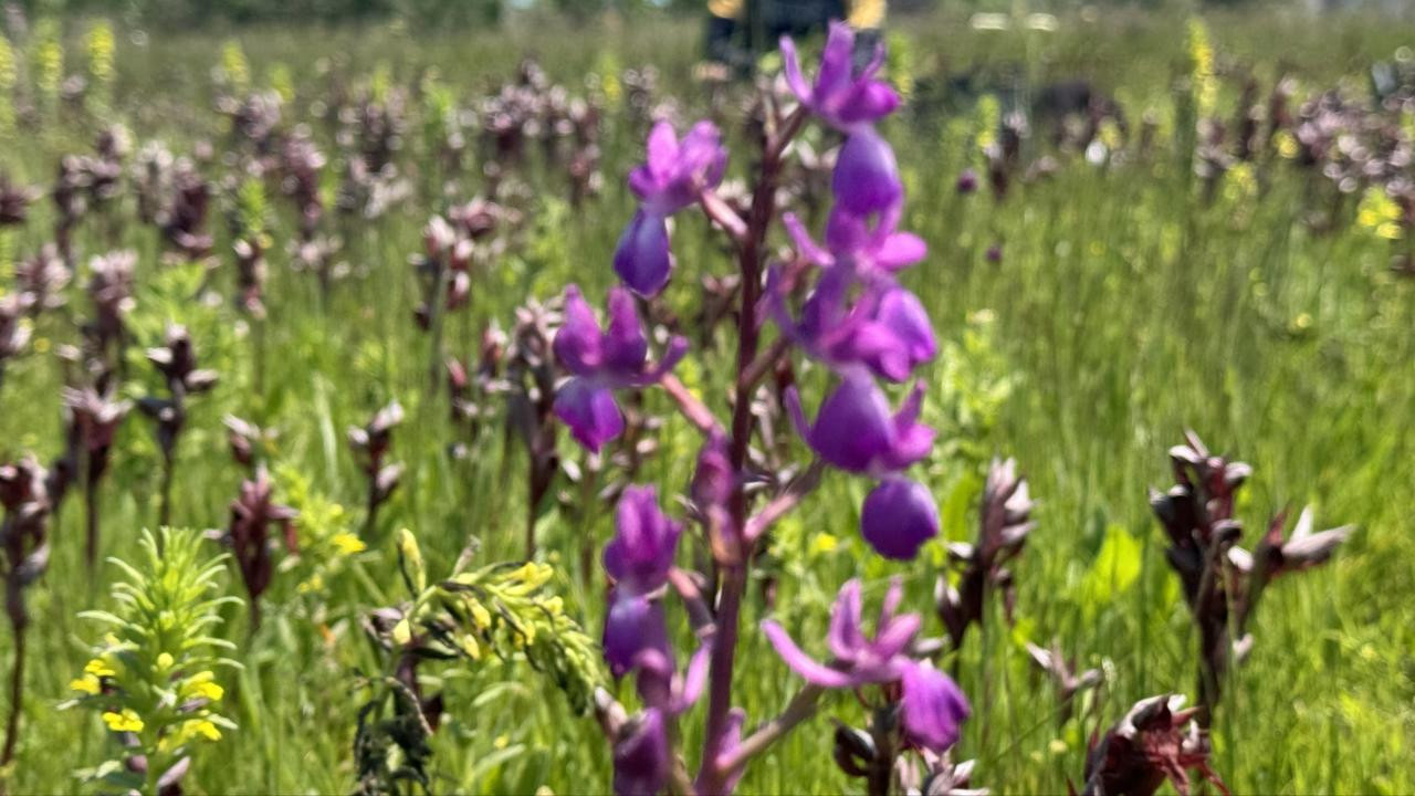 Gebze’de izinsiz salep orkidesi toplayana 699 bin lira ceza