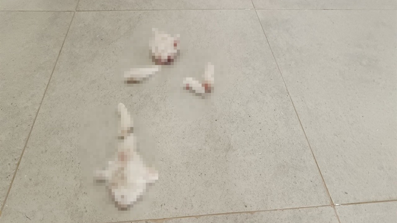 Adıyaman'da parçalanmış halde yavru kedi bulundu