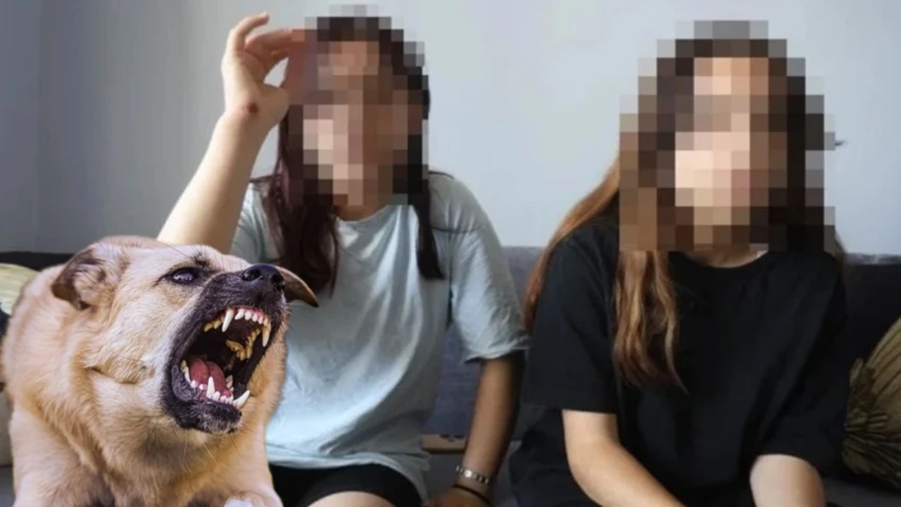 Hatay’da köpek dehşeti: Kardeşini kurtarmak isterken yaralandı