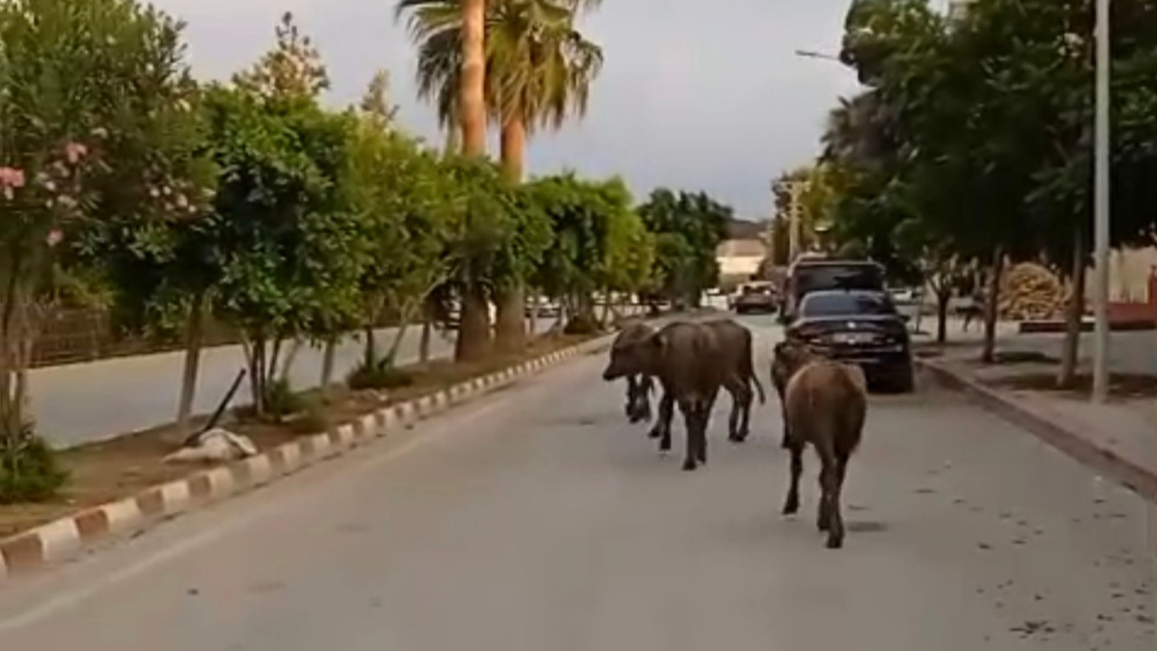 Hatay'da başıboş anguslar yola çıktı; görenler şaşırdı