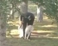 Kayseri Kocasinan'da köpeğe sopalı işkence kamerada - Resim: 5