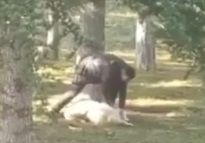 Kayseri Kocasinan'da köpeğe sopalı işkence kamerada - Resim: 1