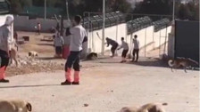 Konya'da hayvan bakımevindeki vahşete 6 yıl hapis istemi