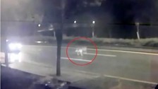 Aslan kafesinden kaçıp şehir merkezinde gezdi, görenler korku ve paniğe kapıldı