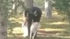 Kayseri Kocasinan'da köpeğe sopalı işkence kamerada
