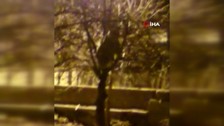 Tunceli’de vatandaşın ağaca çıkan ayıyla güldüren konuşması