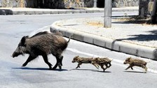 Malatya'da yola inen domuz sürüsü kamerada