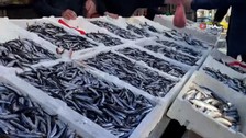 Havalar soğudu, hamsinin fiyatı arttı