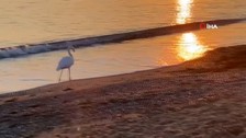 Sürüden ayrılan flamingo sahile indi