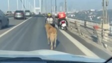 Sokak köpeği, Anadolu Yakası'ndan Avrupa Yakası'na geçmek için 15 Temmuz Şehitler Köprüsü'nü tercih etti