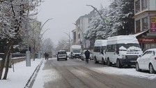Ölen inek kuduz çıkınca Hozat'ta 6 ay yasak getirildi