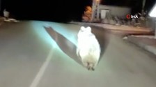 Yozgat’ta boz ayı yola indi