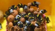 Örtü altı tarımın vazgeçilmezi olan bombus arısı üretimine Van'da da başlandı! Arıların Türkiye'deki sayısı 400 bine ulaştı