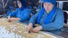 Türk fındığı yeni pazarlara açılacak! Listede 15 yeni ülke var
