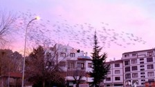 Tablo gibi gökyüzüne sığırcık sürüsünden fırça darbeleri