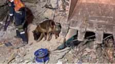 Rus arama kurtarma köpeğinin canlı olabilir sinyali ile çalışmalar yeniden başladı