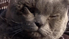 Depremden 31 gün sonra Gaziantep'te enkaz altından bir kedi canlı çıkarıldı